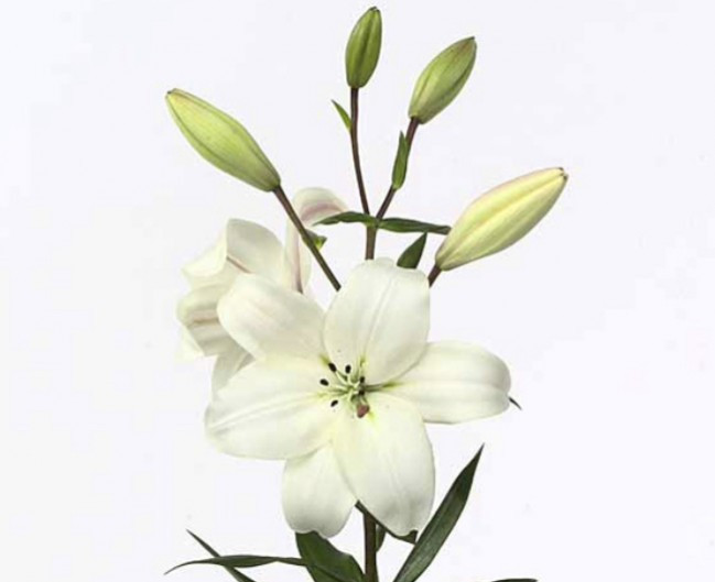 Li la .White