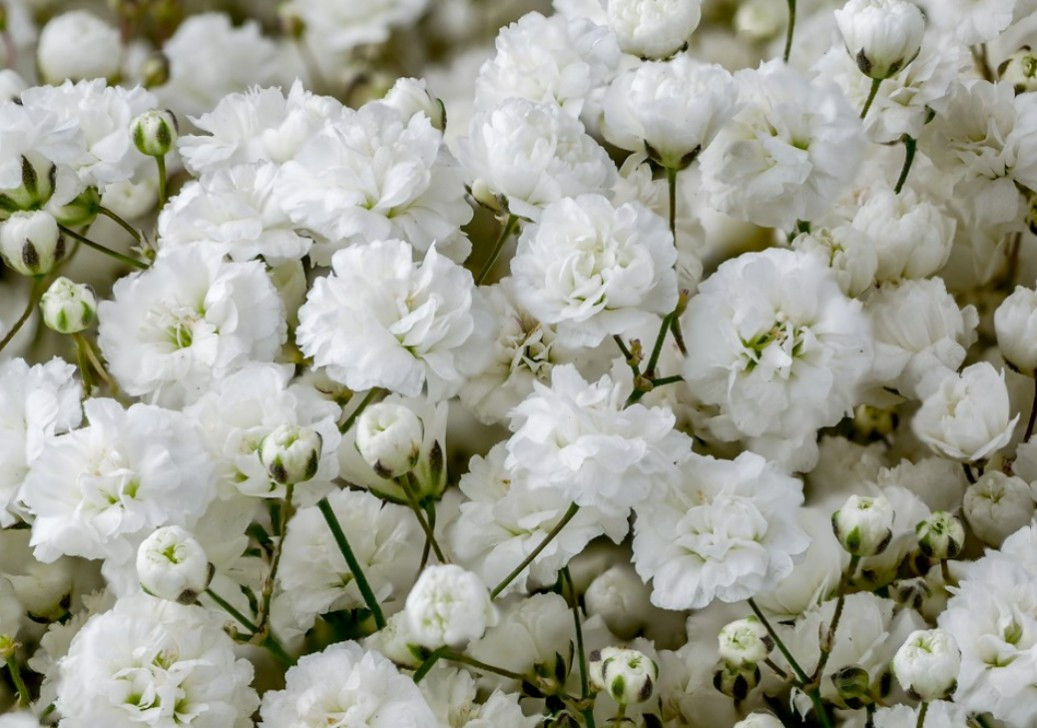 Gyp Big flower