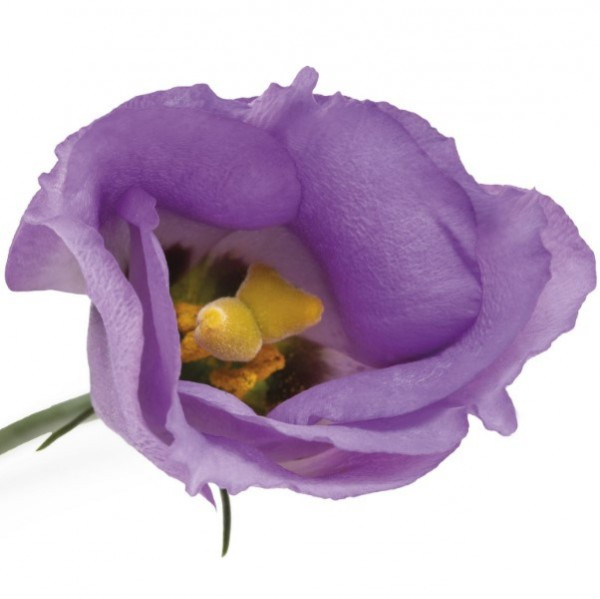 Lisi en .Lilac