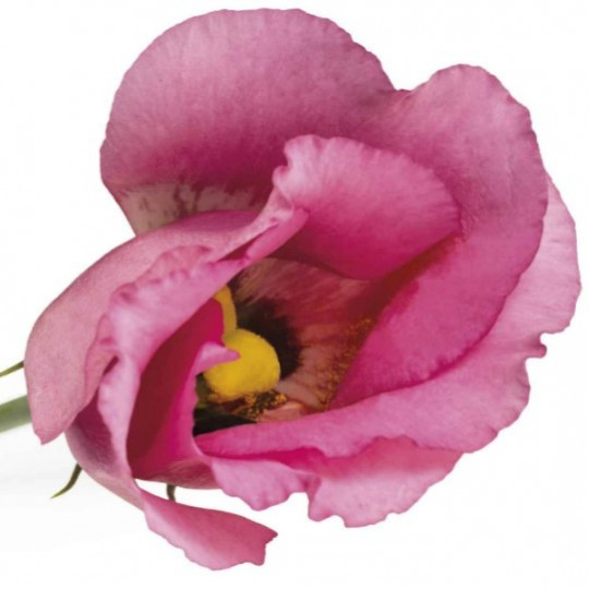 Lisi en .Pink