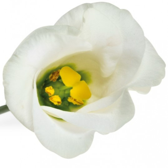 Lisi en .White