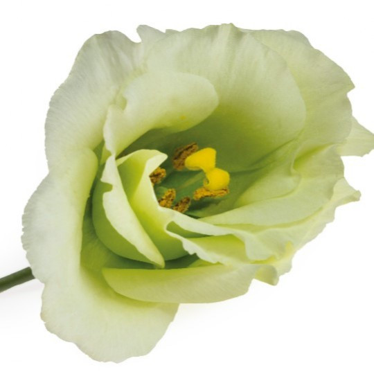 Lisi du .Green