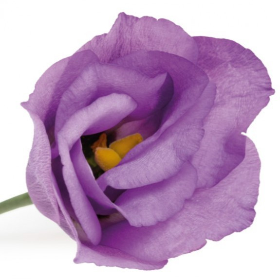 Lisi du .Lilac