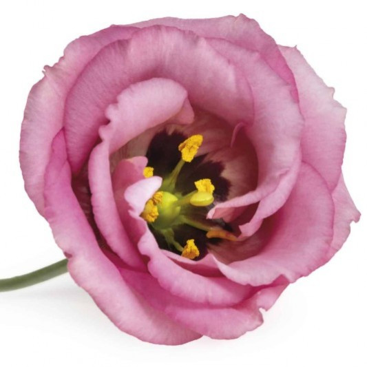 Lisi du .Pink