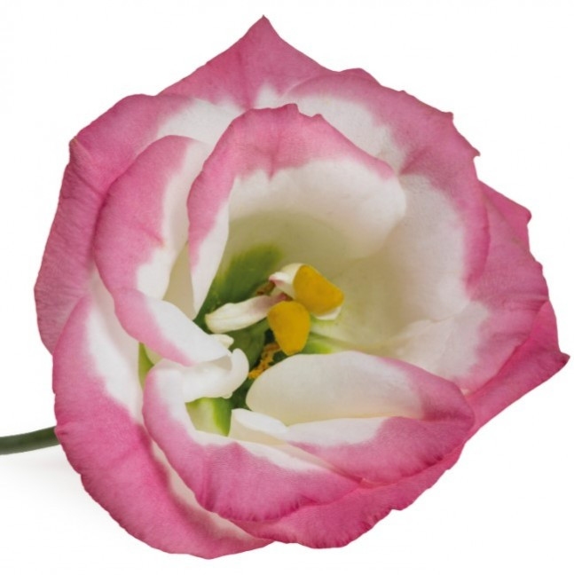 Lisi du .Pink/White