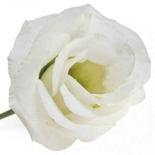 Lisi du .White
