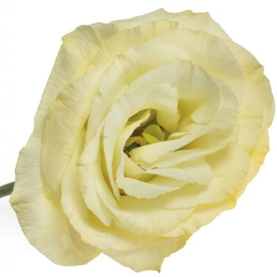 Lisi du .Yellow