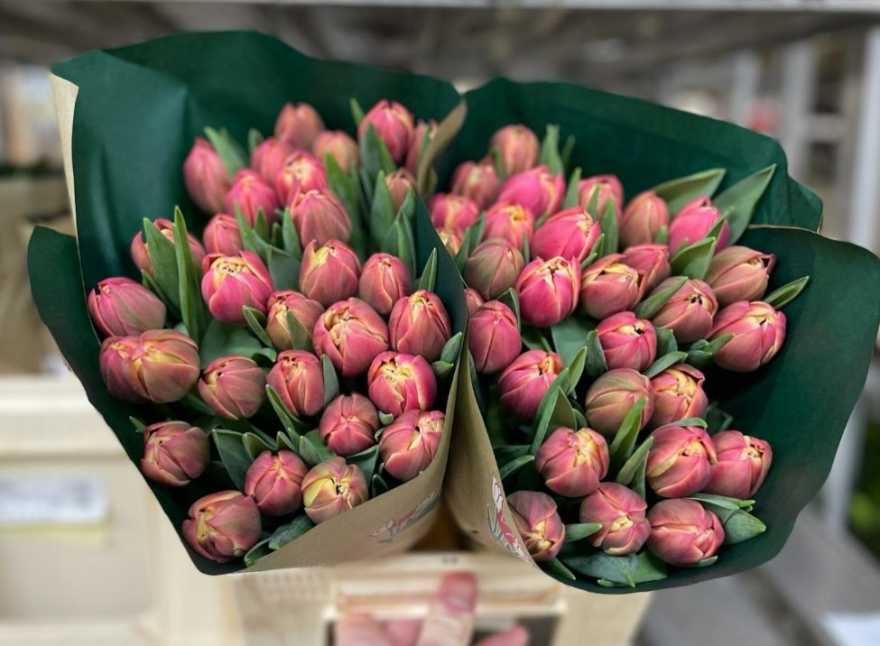 Tulp Du Coas Columbus