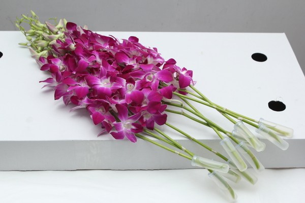 Dendrobium Galaxy
