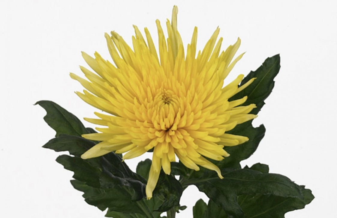 Chr g Anast.Yellow