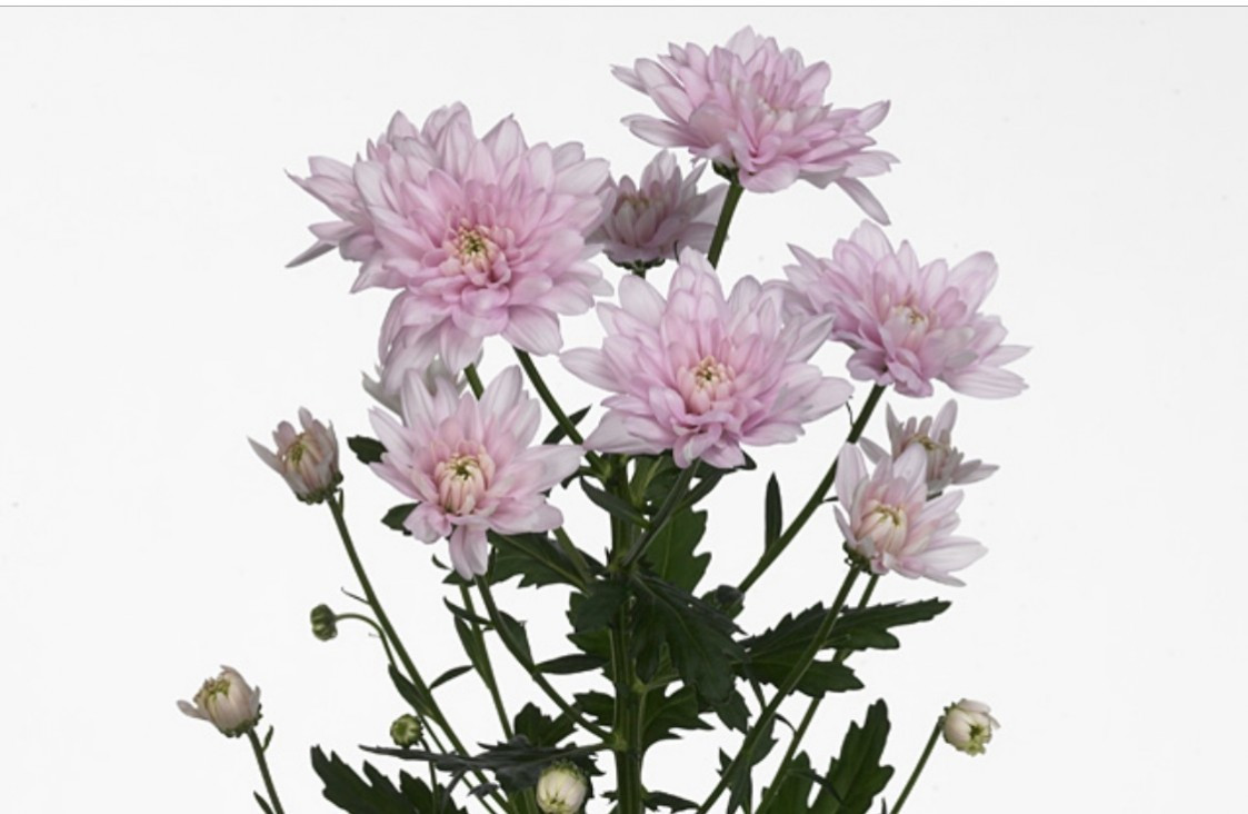 Chr t Baltica Pink