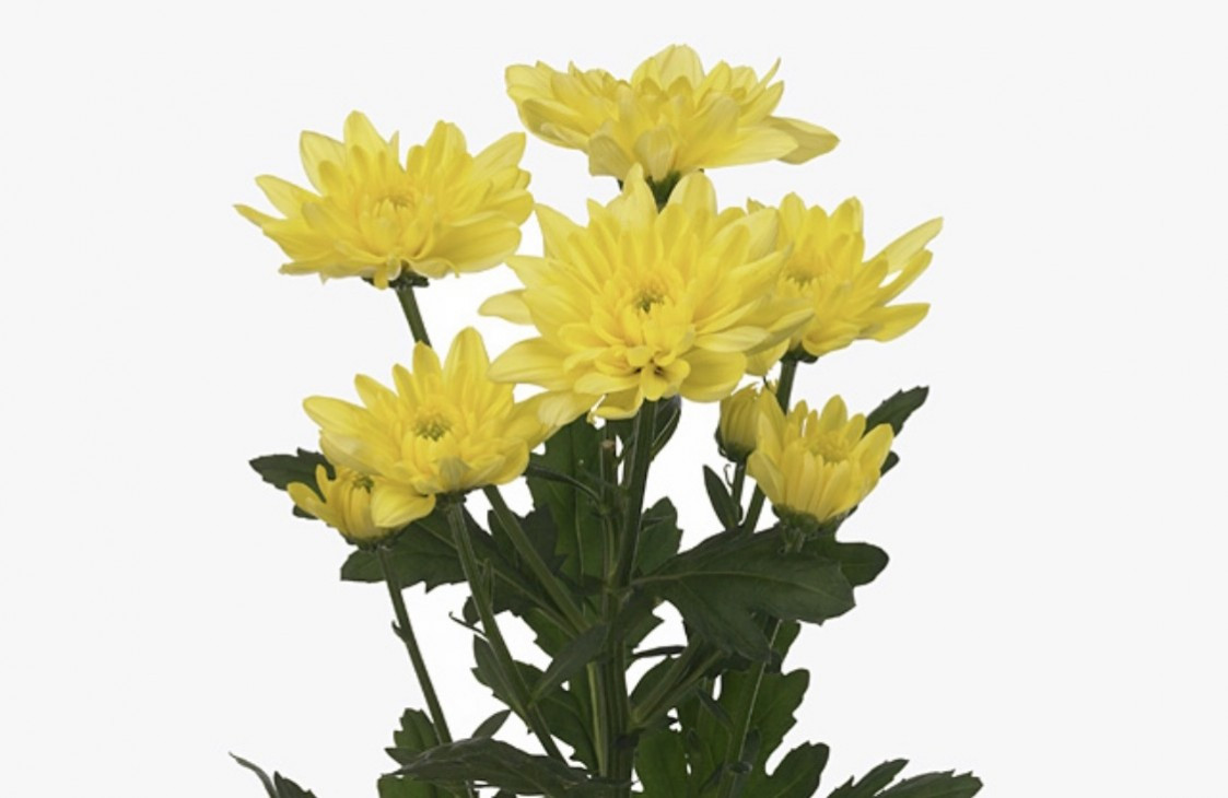 Chr t Baltica Yellow