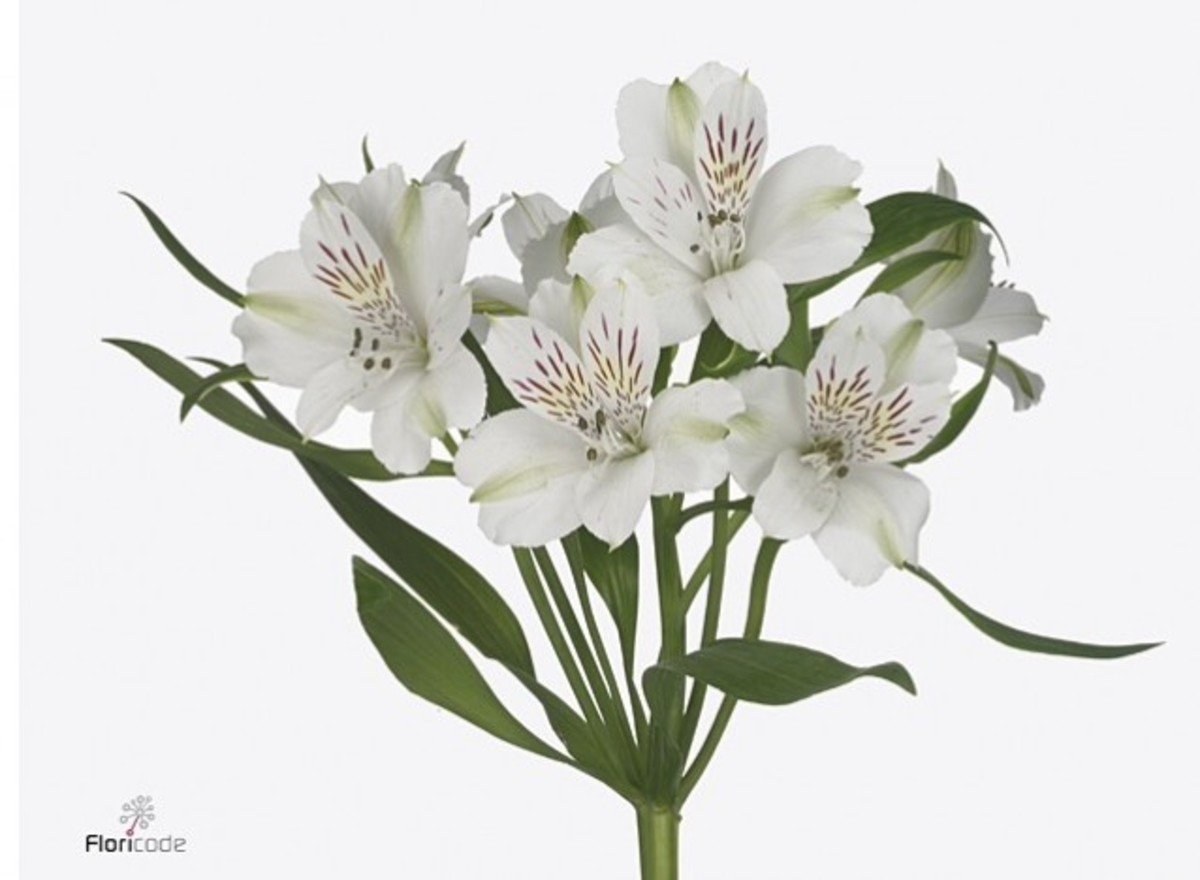 Alstroemeria .White
