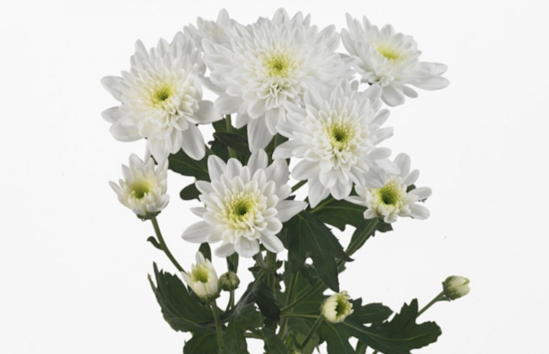 Chr t Bonita White
