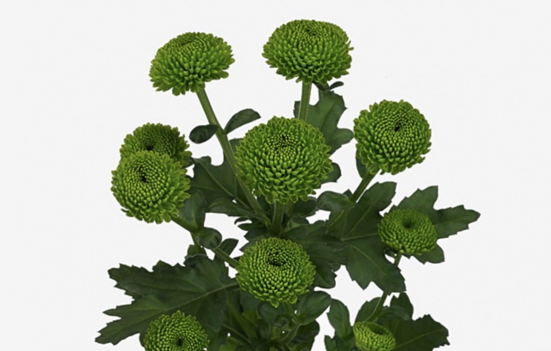 Chr t Code Green