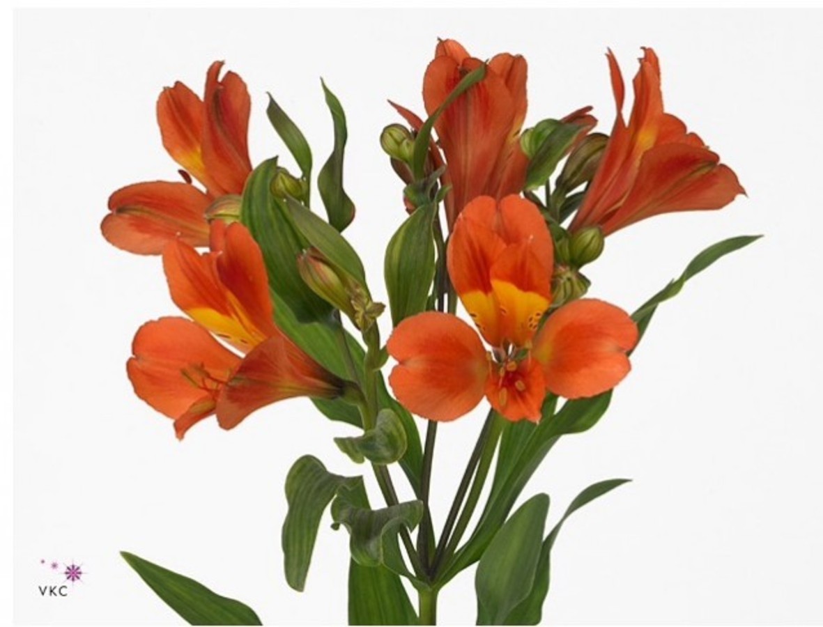 Alstroemeria Dancing Queen