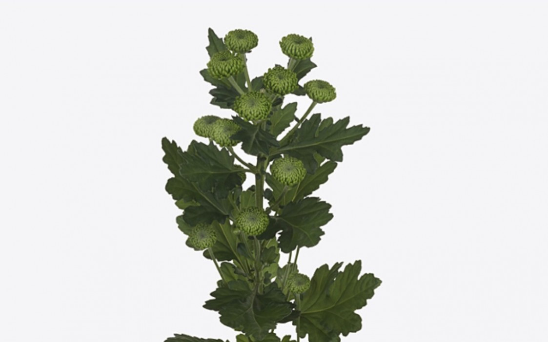 Chr t Deligreen