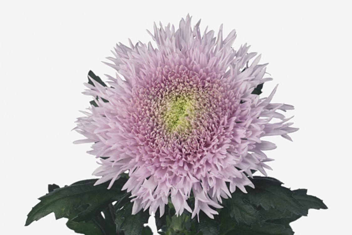 Chr g Etrusko l.pink