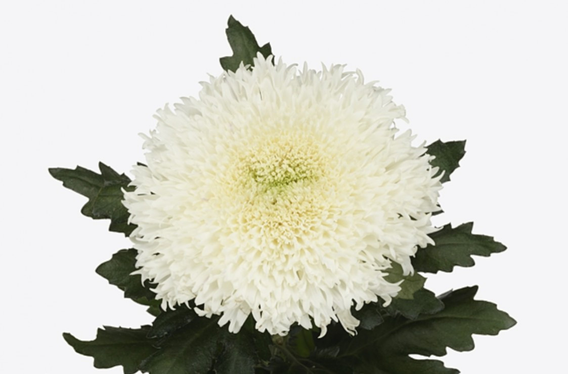 Chr g Etrusko White