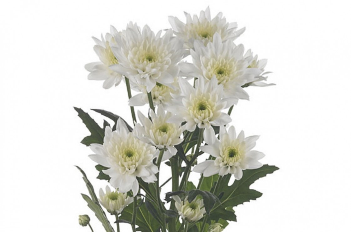 Chr t Euro White