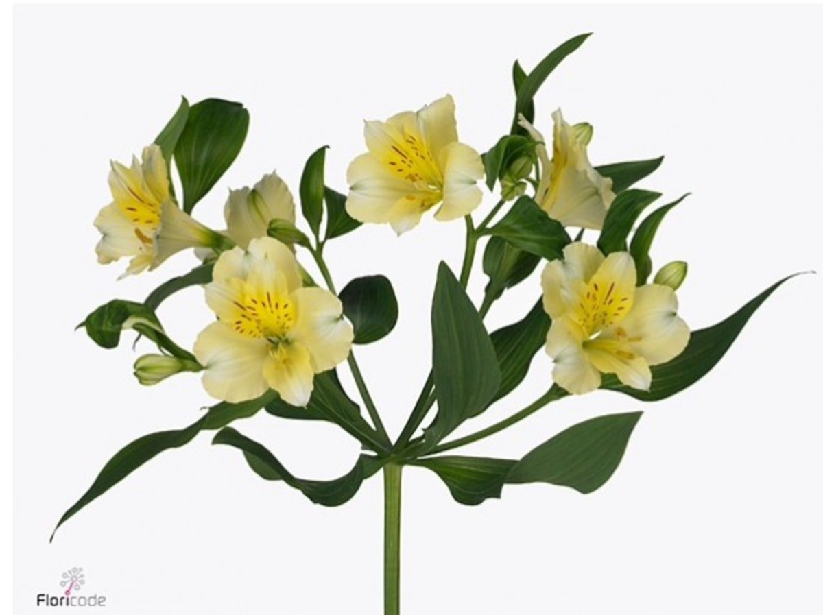 Alstroemeria Gigi Cream