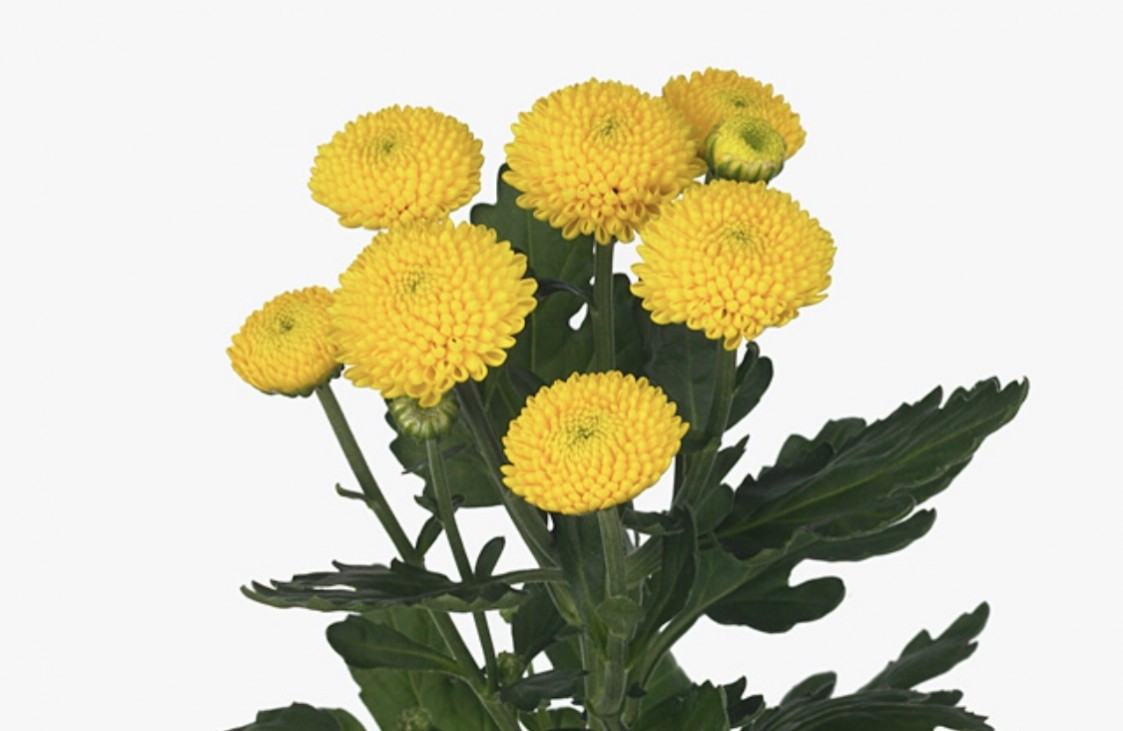 Chr t Limoncello