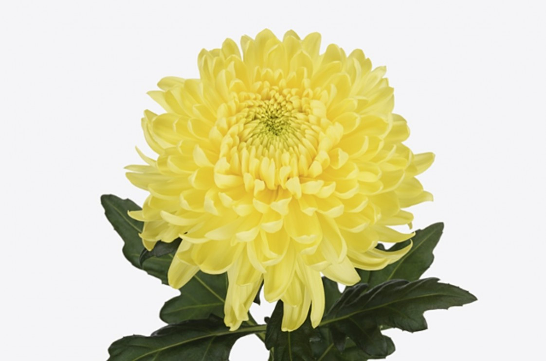 Chr g Magnum Yellow