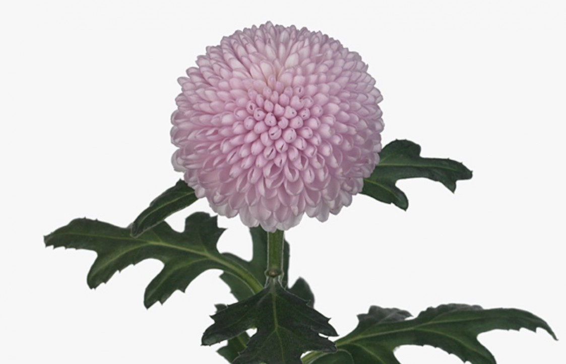 Chr g Momoko Pink