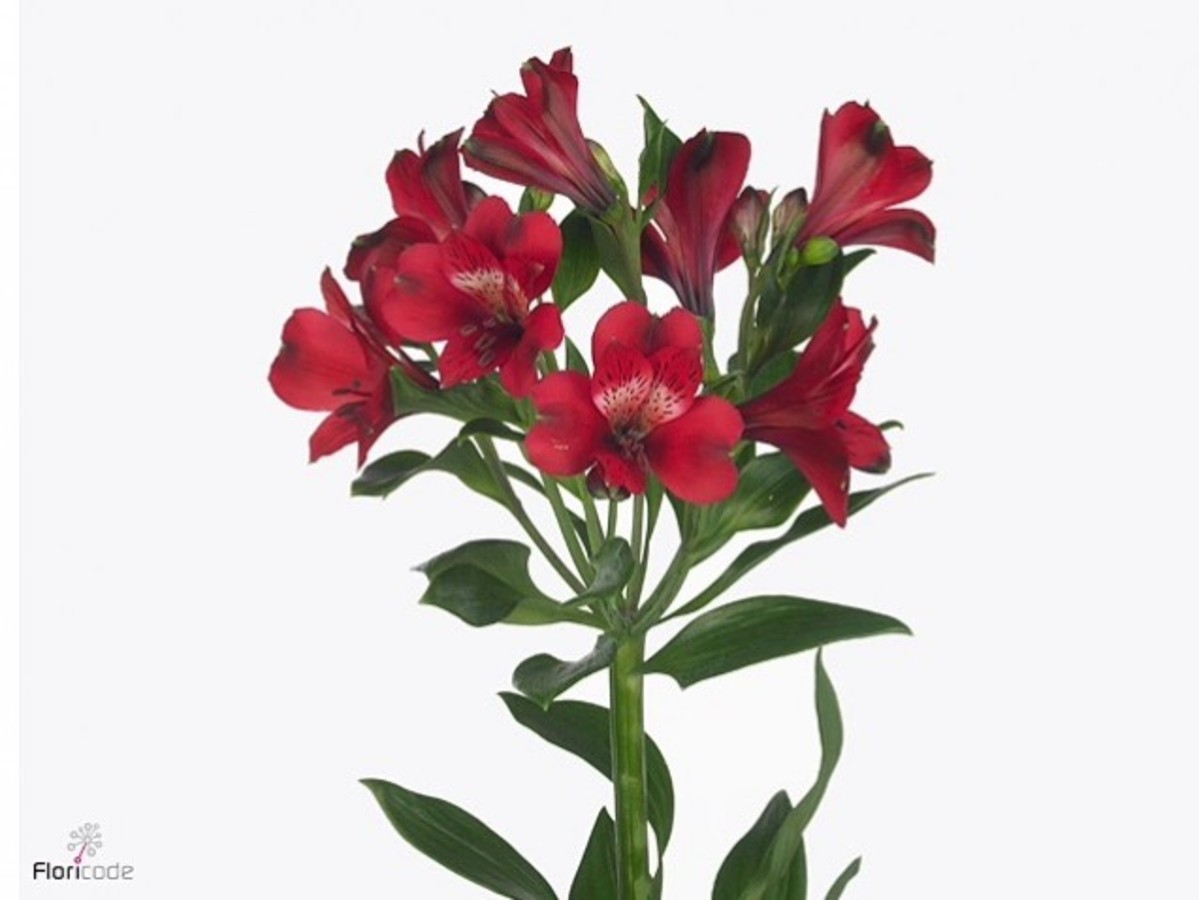 Alstroemeria Noize