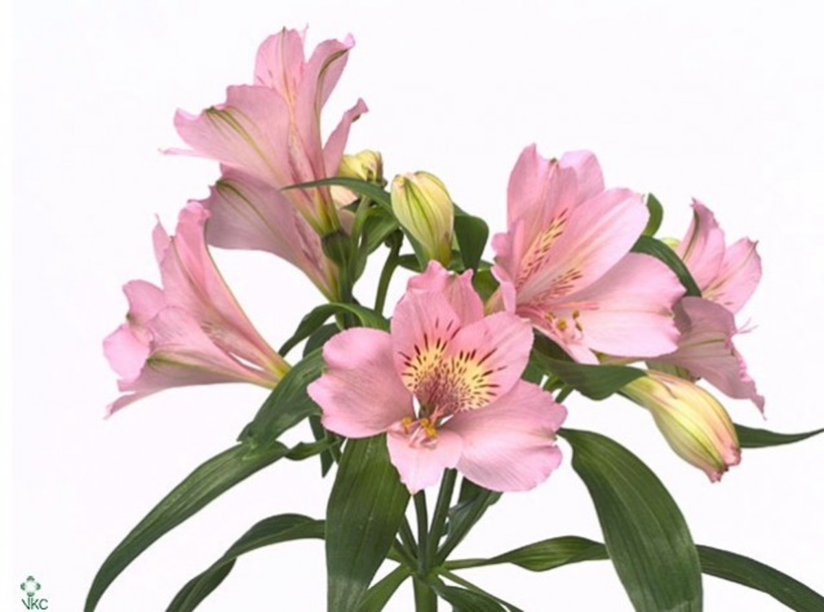 Alstroemeria Primadonna