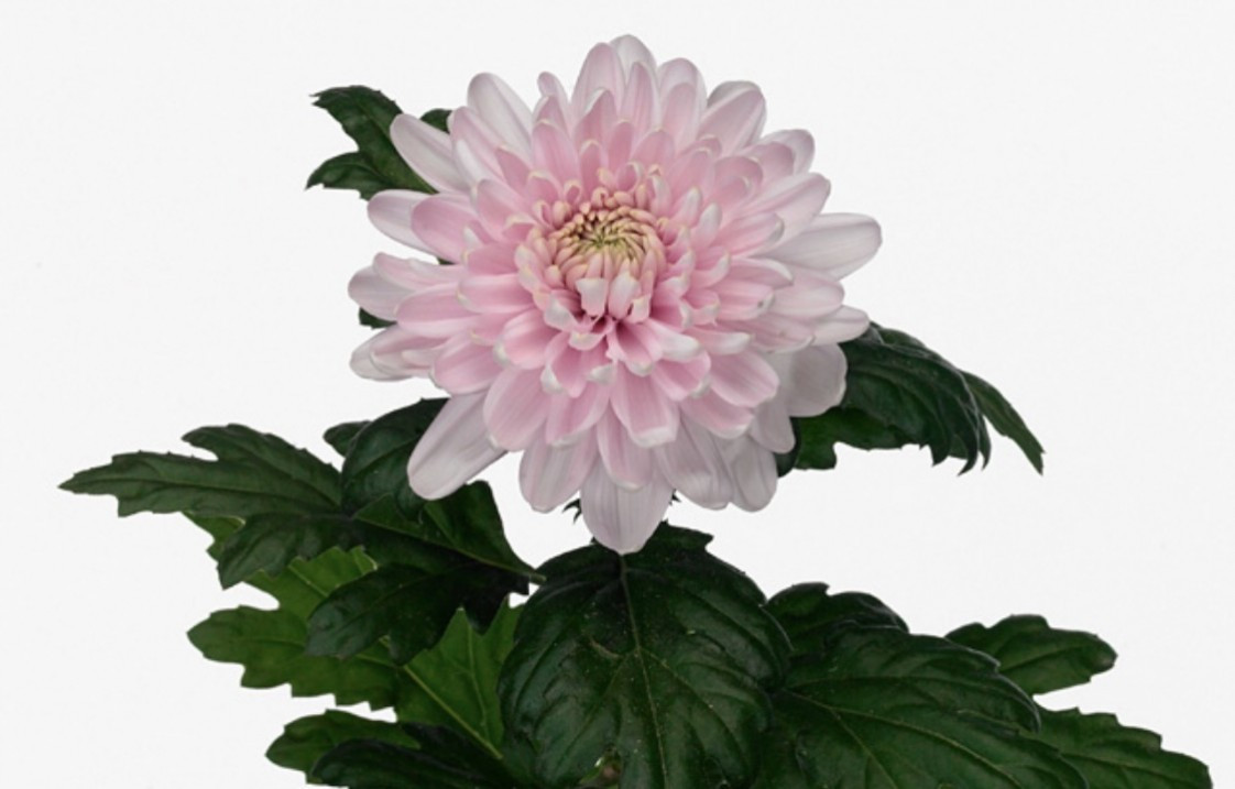 Chr g Rossano l.pink