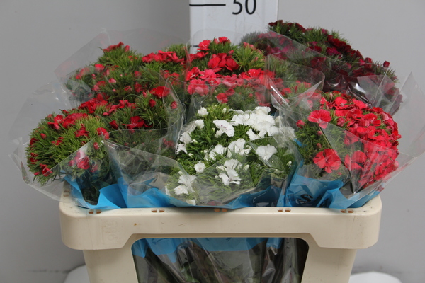 Diant Barb Mix