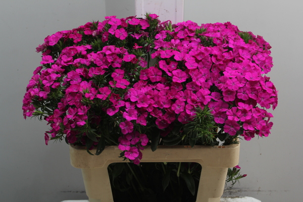 Diant Barb Purple