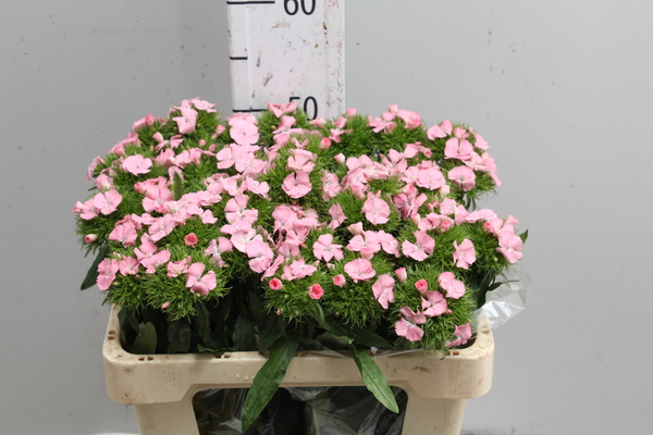 Diant Barb Pink