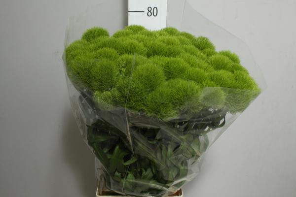 Diant Green Trick
