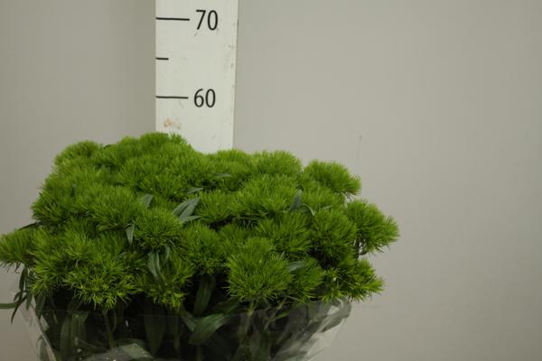 Diant Green Wicky