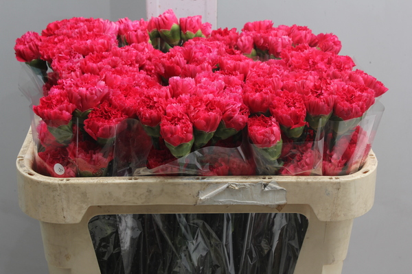 Di st Col Cerise Select