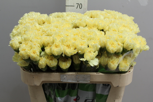 Di st Col Yellow Funza Select