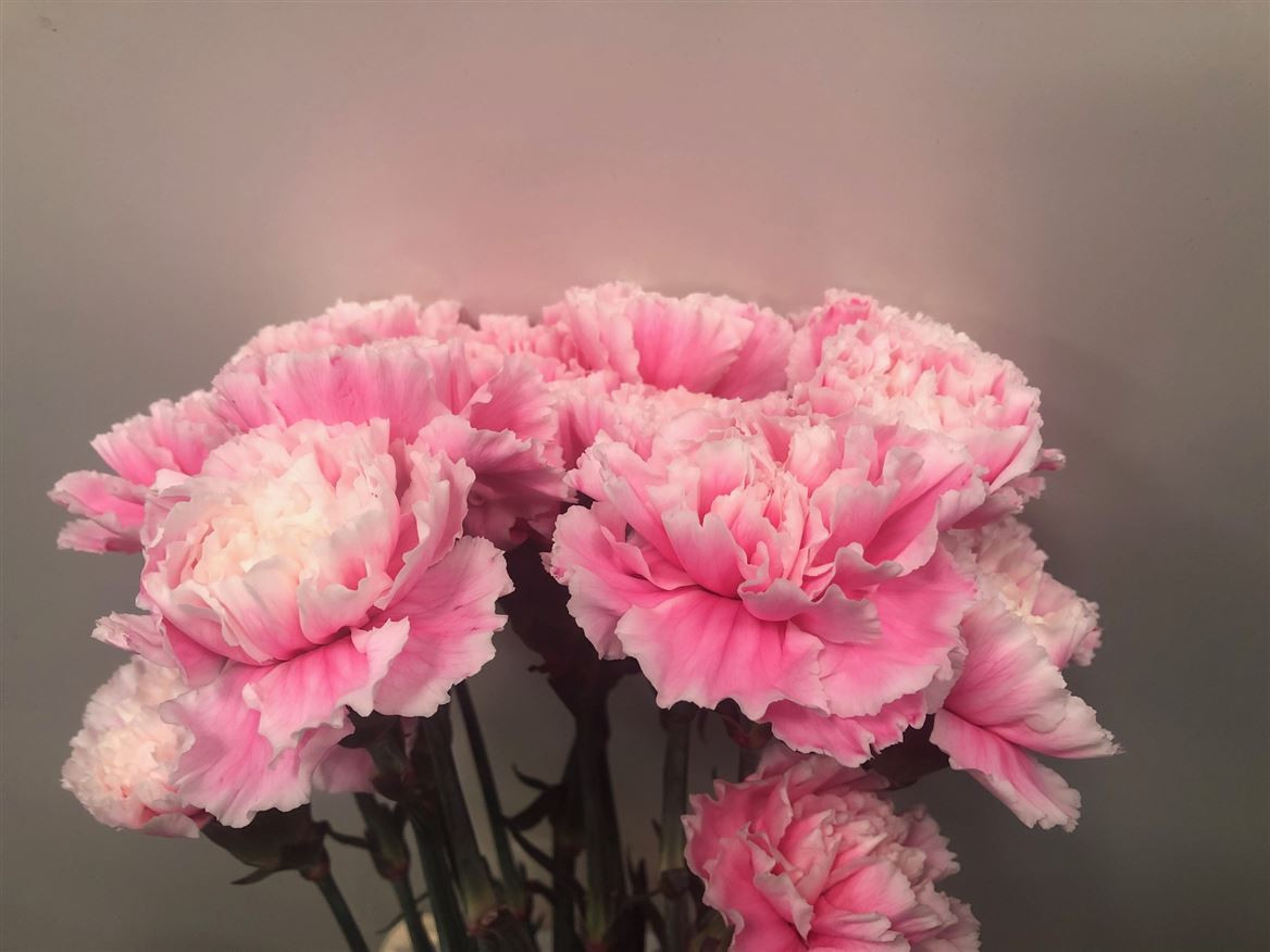 Di st P.Pastel Pink