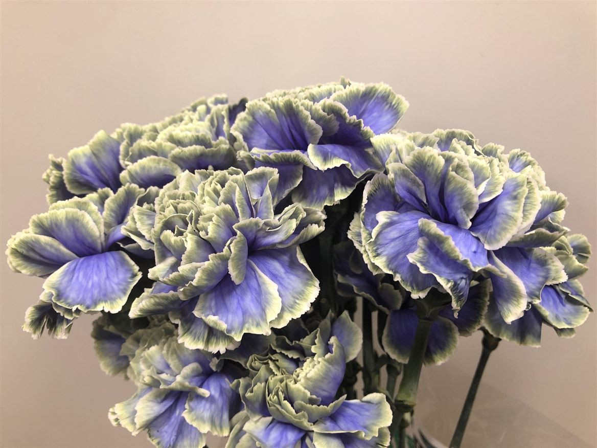 Di st P.Purple Fresh