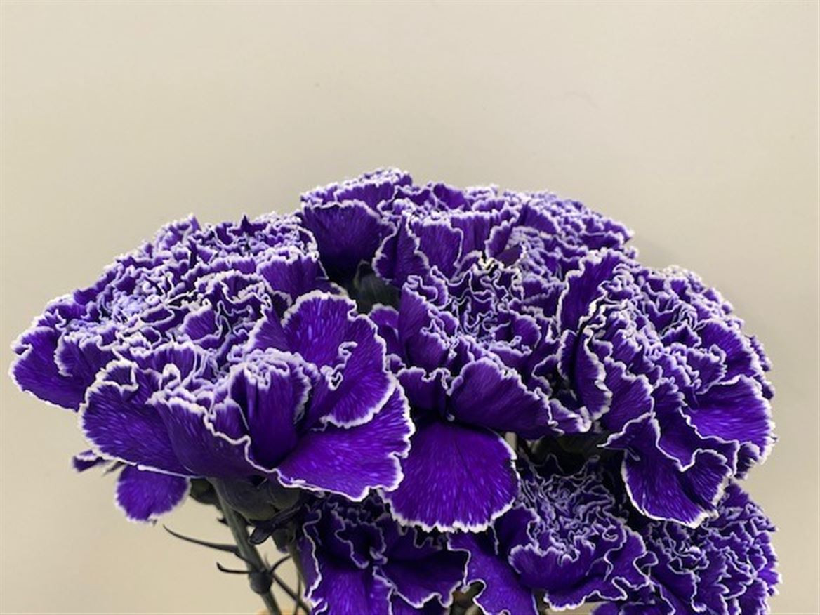 Di st P.Violet