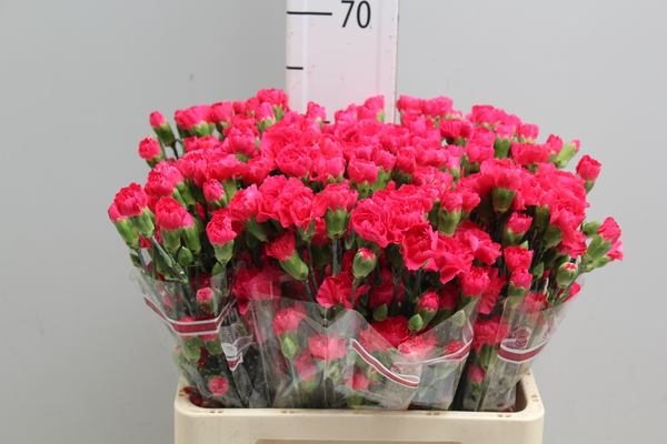 Di tr Col Cerise Select
