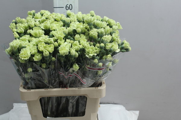 Di tr Col Green Select