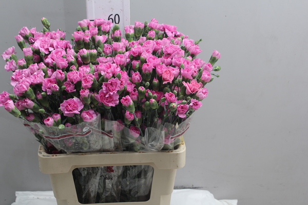 Di tr Col Lilac Select