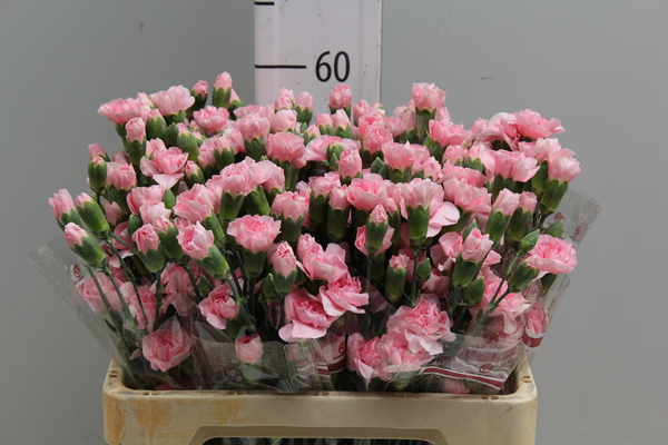 Di tr Col Pink Select