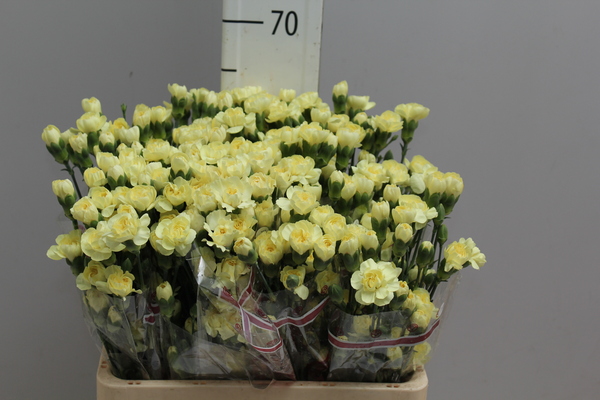 Di tr Col Yellow Select