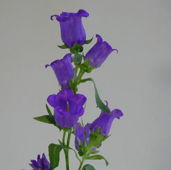 Campan Med.Blue