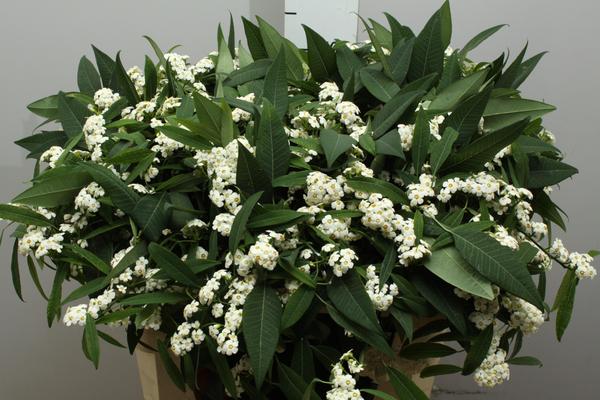 Euph spray White