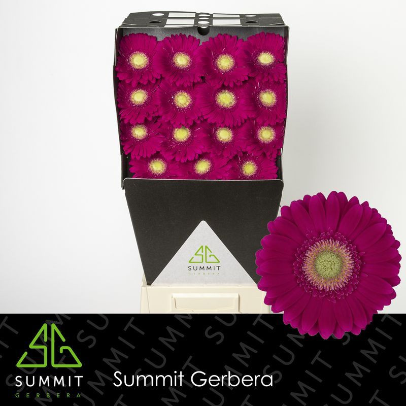 Ge gr Diamonds Ambassador