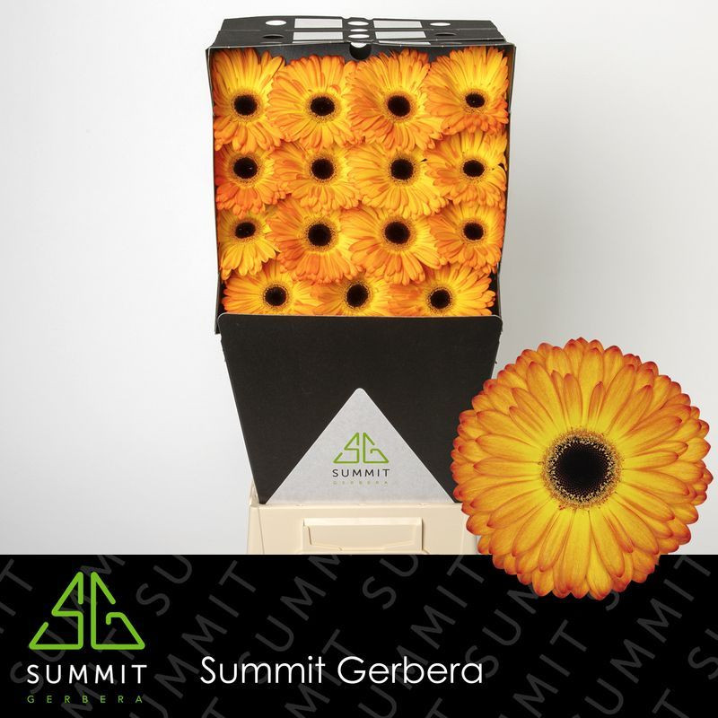 Ge gr Diamonds Carambole